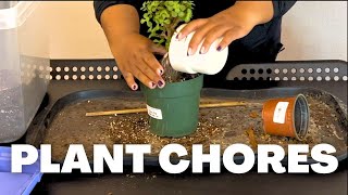 RELAXING PLANT CHORES | Repotting, watering and more