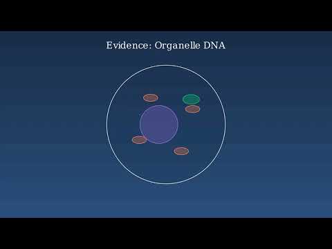 Endosymbiotic Theory – Origin of the eukaryotic cell - Video