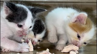Kittens' first food👉 Funnier than you think 🤣|| Cats story✨