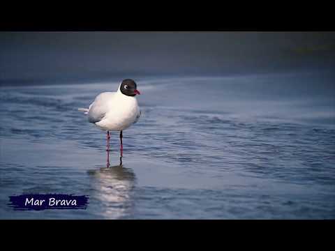 Bienvenidos a Chiloé documental