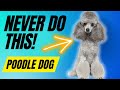 7 Things You Must Never Do To Your Poodle Dog