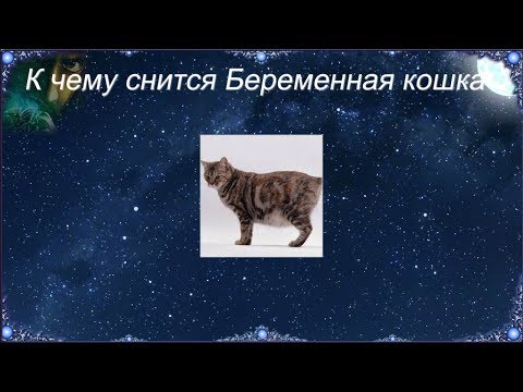 К чему снится Беременная кошка (Сонник)