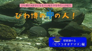 【びわ博の中の人】琵琶湖の主“ビワコオオナマズ”