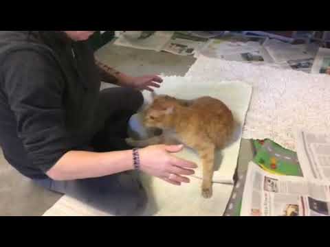 Ciao sono Woody il gatto neurino del Gattile Comunale di Milano