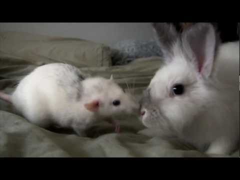 Funny animal videos - Rabbit and rat