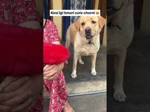 Chura ke dil mera 😂 || labra rubi || #youtubeshorts #shorts #labrador #dog #funny #trending #viral