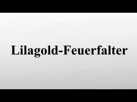 Lilagold-Feuerfalter