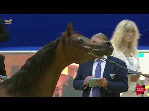 N 69 AJ TARIM   Dubai 2019   Fillies 3 Years Old Class 4