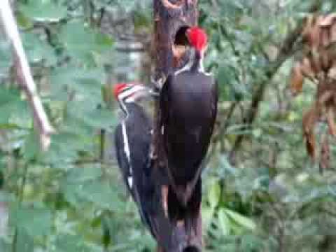 Two pileated woodpeckers on woodpecker feeder