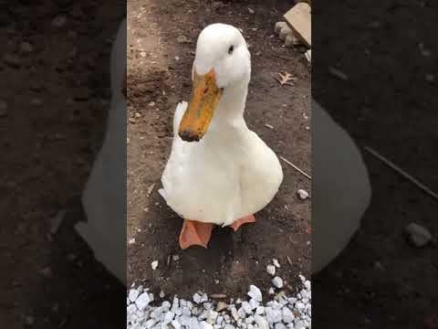 Charlotte the beautiful Pekin Duck