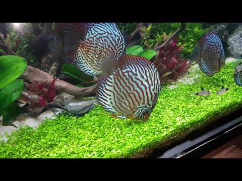 Planted discus tank from the netherlands