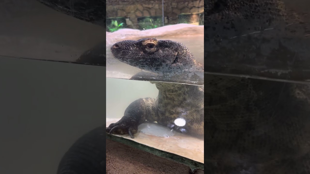 YouTube Short thumbnail