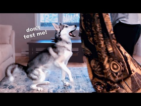 Practical Intelligence Test – Siberian Husky Male VS Female