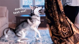 Practical Intelligence Test – Siberian Husky Male VS Female