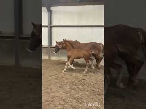 ID Filly Foal by Gortfree Lakeside Lad - Image 2