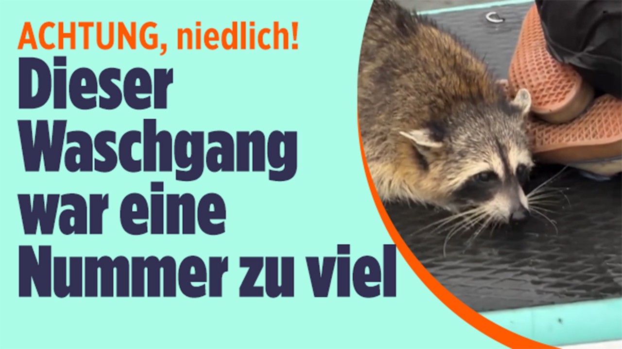 Waschbär in Seenot: Selbst ein guter Schwimmer braucht manchmal Hilfe