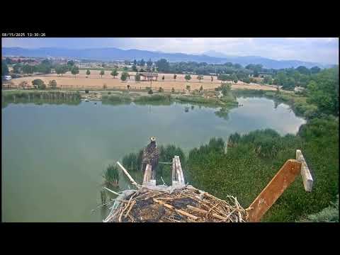 #1 Juvenile Keeps An Eye On The Prize - Fish and Goes For it 