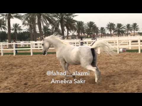 Ameera Sakr ... 2000  Owned by Al Waab Stud 🌳