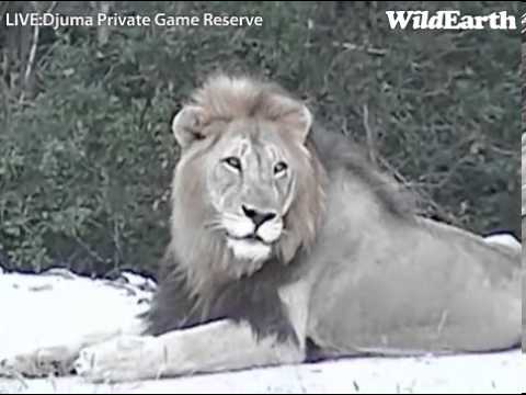 Nkuhuma pride and 2 Matimba males March 3 2013 5 PM at Djuma