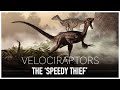 The Great Velociraptor The Turkey Sized Speedy Thief Dinosaur Documentary