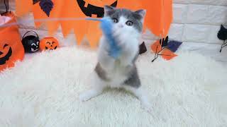 スコティッシュフォールドの動画01