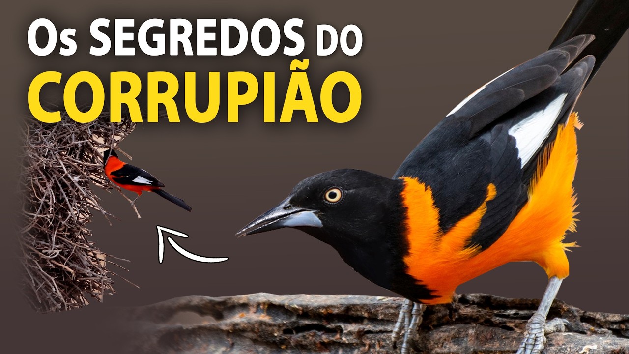 CORRUPIÃO: CANTOS e curiosidades do pássaro que é a VOZ DO SERTÃO!