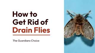 4 Ways to Get Rid of Drain Flies | How to Get Rid of Drain Flies | The Guardians Choice