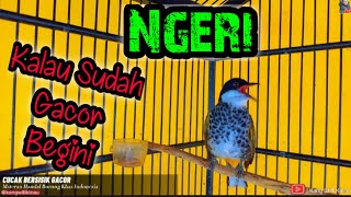 Download lagu Pancingan Bunyi Cucak Bersisik Gacor Bocor Suara Variasi mp3 Download lagu Pancingan Bunyi Cucak Bersisik Gacor Bocor Suara Variasi mp3