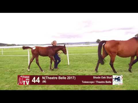 TBA Foal Show 2017 - Lot 44 -  M17 -Telescope & Theatre Belle