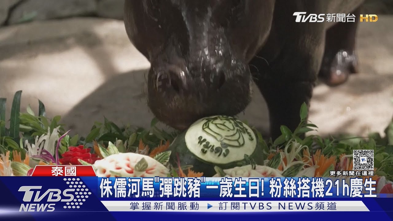 泰國人氣河馬「彈跳豬」滿周歲!狂粉砸70萬競標「腳印」