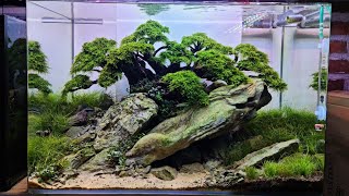 #328 create an aquascape with large stones and bonsai