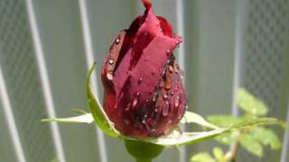 JOSE LUIS PERALES: POR AMOR