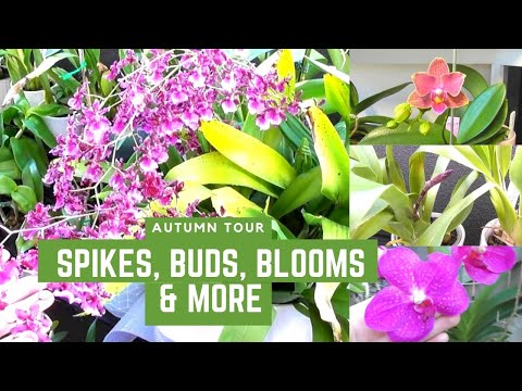 FULL ORCHID TOUR!! Dozens of April Spikes & Blooms // Destructive Dendrobium Beetles