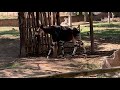 Okapiオカピーくん ルンルン San Diego Safari Park