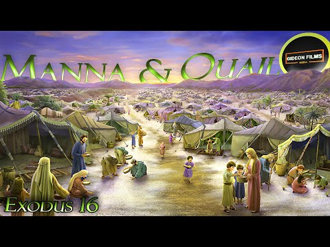 Manna and Quail | Exodus 16 | Moses | Aaron | God gave Manna to Israelites in the Wilderness desert