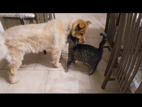 Cats Reaction to Being Reunited with Blind Dog