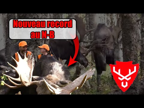 Record Moose Bow Hunt in New Brunswick - RDS Hunting Beast Show, January 11, 2026 - Episode 1