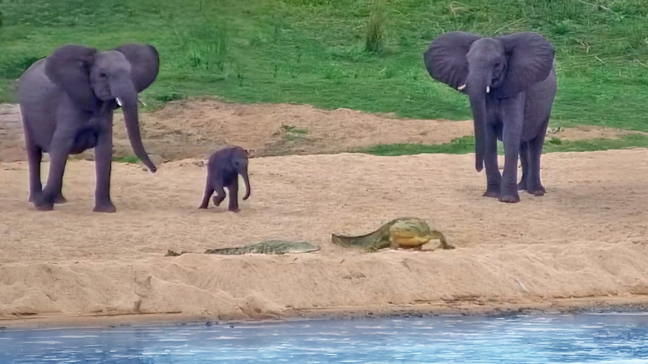 Elephant Herd Panics When Crocodiles Suddenly Move