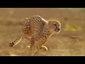 Amazing Cheetah Chase Compilation
