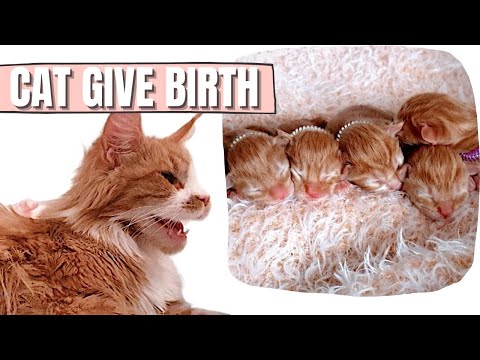 Cat Maine Coon Giving Birth for The First Time