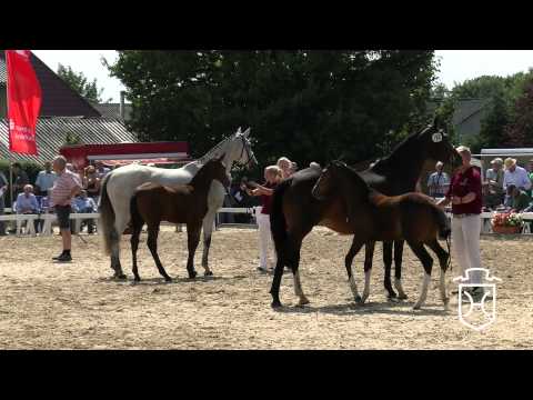 Holsteiner Fohlenchampionat 2014 - Nordfriesland - erster Stutenring