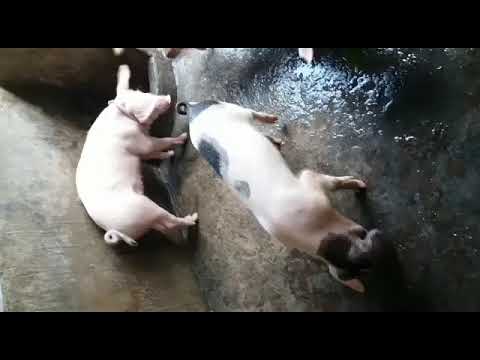 peppa pigs sounds //pigs squealing sounds