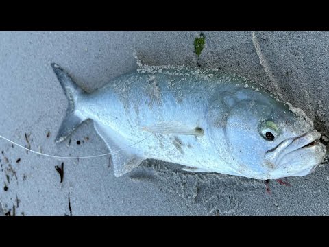 UNREAL Tailor LURE FISHING in Perth! NEW Prototype Lure Dominates!