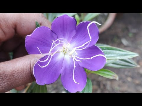 Tipu China Plant 🌱Beautiful Flower🌺🌻🌹🌷