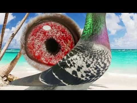 ''JONGE 565' JELLE ROZIERS GRIZZLE My Movie 11 1