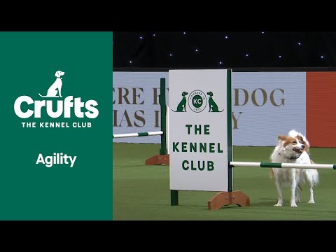 Rescue Dog Agility | ​Crufts 2022