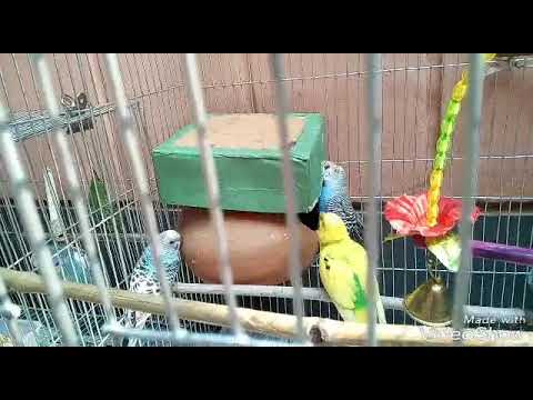Mission impossible ---birds funny video