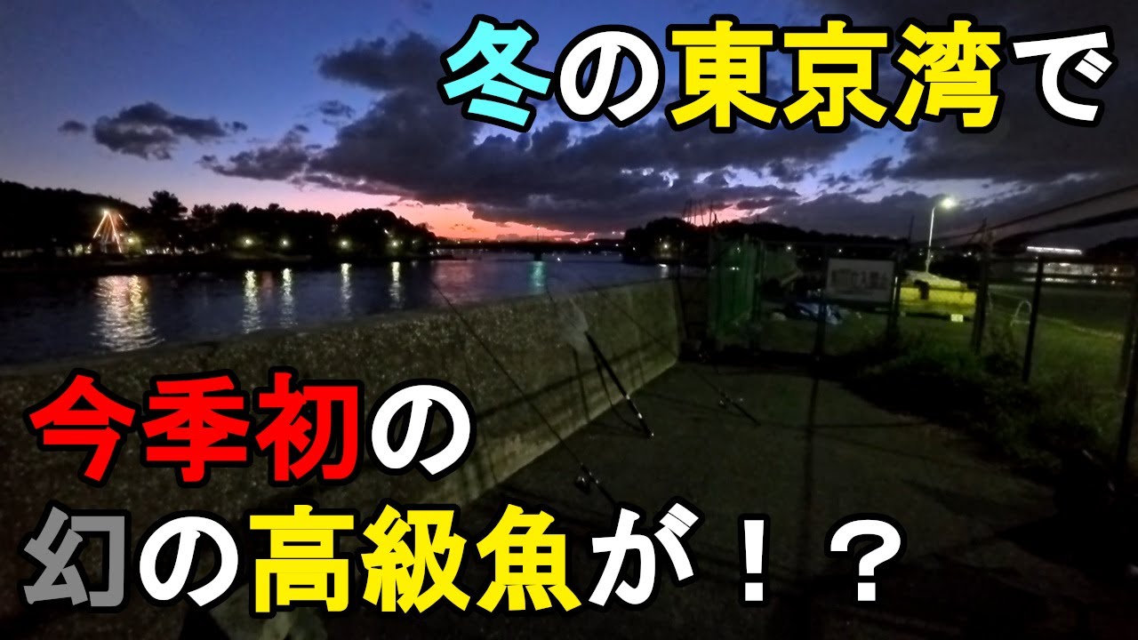 【神奈川県某所】冬の東京湾で今季初の幻の高級魚が！？海釣りオフシーズン期間に、関東地方の東京湾に面した釣り場で、年末年始の大晦日から元旦に掛けて釣りしてみたら…！【2025年12月〜2026年1月】