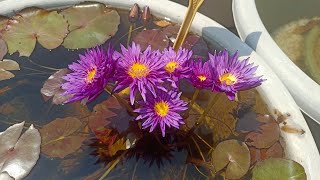 Tropical water lily planting method