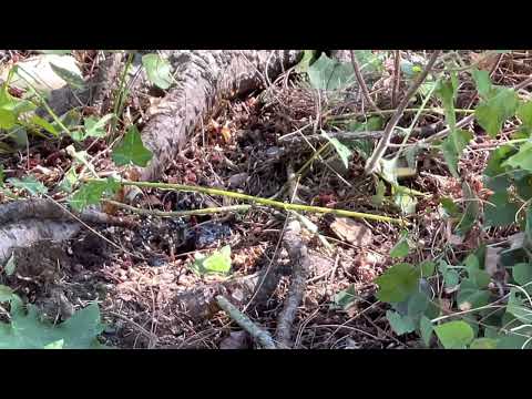 Ground Hornet Nests, How Arborists Kill Wasps Fast!